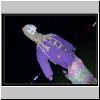 P4305463.html